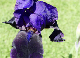 019 - triumvirate 1955